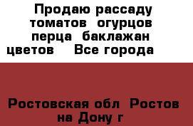 Продаю рассаду томатов, огурцов, перца, баклажан, цветов  - Все города  »    . Ростовская обл.,Ростов-на-Дону г.